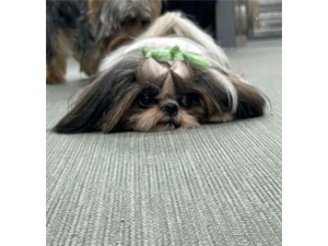 生徒が撮影したモデル犬♪ 